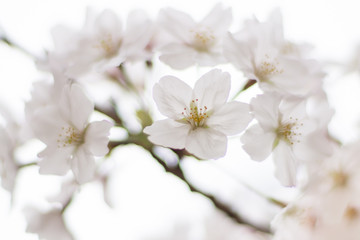 桜の花びら