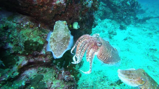 Several breeding Cuttlefish on a tropical coral reef