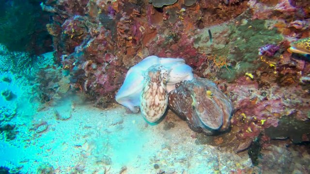 A pair of mating octopus on a healthy tropical coral reef
