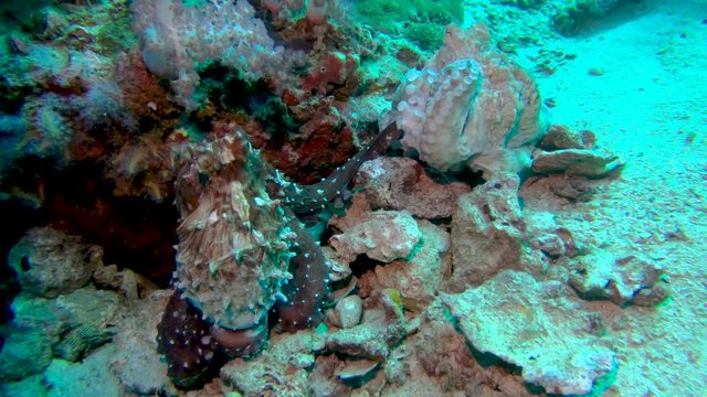 A pair of mating octopus on a healthy tropical coral reef