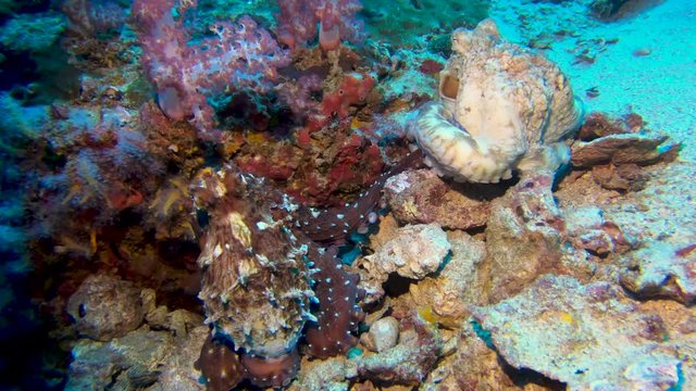 A pair of mating octopus on a healthy tropical coral reef