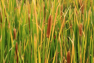 Fototapeta premium Reeds