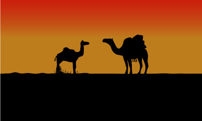 Fototapeta na wymiar two camel