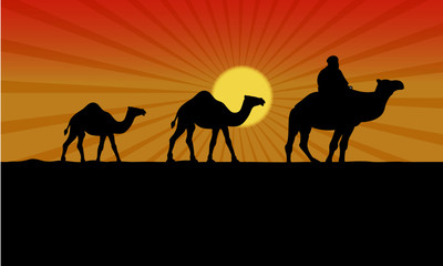 Fototapeta na wymiar camel and sunset