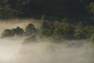 High hill forest and the mist in morning sunset including sunshade  - 191718494