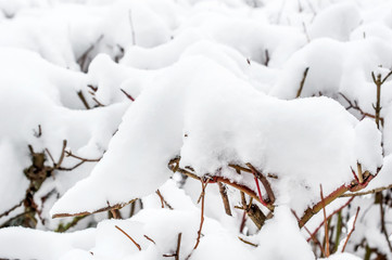 Snow on the bush in winter. Close up.