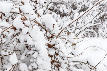 Bushes under snow in winter.