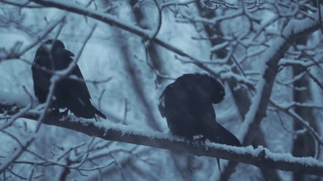 Crows on a branch in winter
