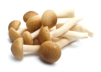 Brown beech mushrooms, Shimeji mushroom, Edible mushroom isolated on white background