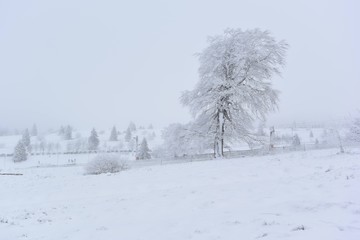 Paysage neigeux 