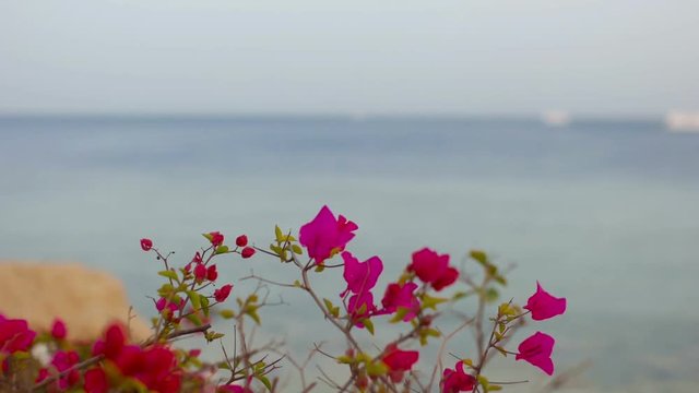 sea beach and flowers , time-lapse