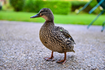 Ente Ente