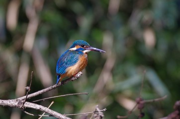 Kingfisher