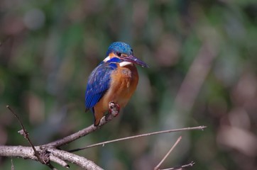 Kingfisher