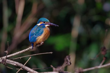 Fototapeta premium Kingfisher