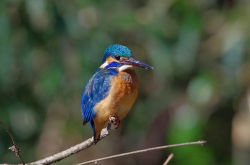 Kingfisher