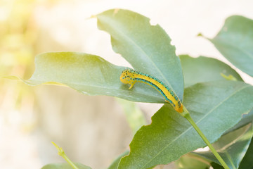Close up of  caterpillars on green leaves in the forest