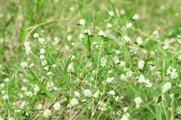 White grass flowers in the garden for background
