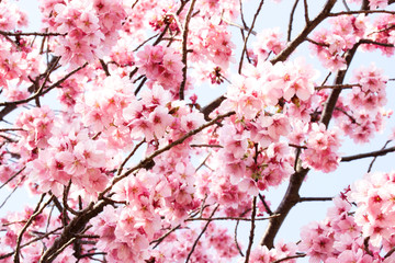 満開のピンクの桜、横浜緋桜