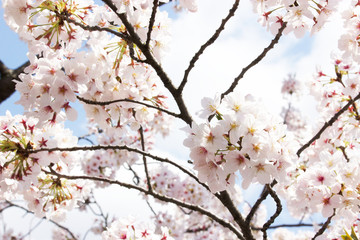 青空に満開のソメイヨシノ、日本の桜