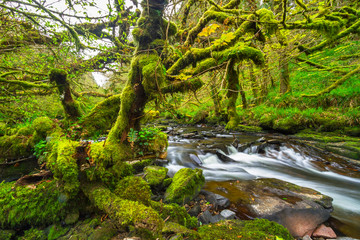 Mountain creek of Clare Glens in Co. Limerick, Ireland