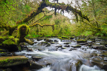 Mountain creek of Clare Glens in Co. Limerick, Ireland
