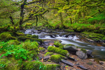 Mountain creek of Clare Glens in Co. Limerick, Ireland