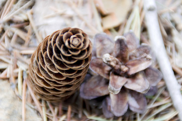 Siberian cones. Cones in the forest.