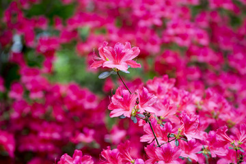 Pinke Azaleen im Garten im Frühling