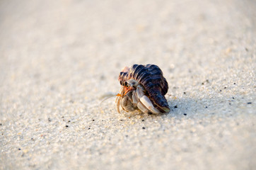 Colorful wild crab with shell (Paguroidea on the beach)