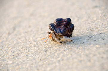 Colorful wild crab with shell (Paguroidea on the beach)