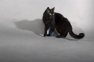 Black cat on a black background animal