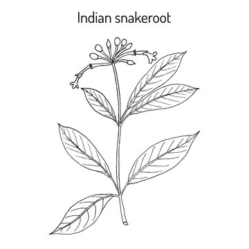Indian snakeroot Rauwolfia serpentina , medicinal plant