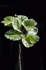 Polyscias leaves on isolated black background.