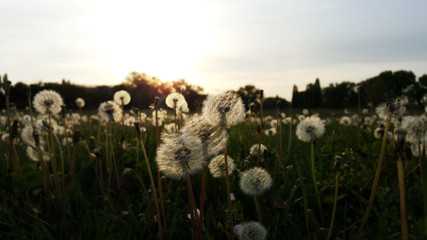 Beautiful Dandelion Flowers In The Green Meadow