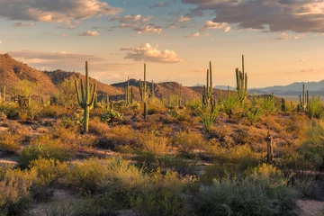 Foto auf Acrylglas Saguaros bei Sonnenuntergang in der Sonora-Wüste in der Nähe von Phoenix. © lucky-photo