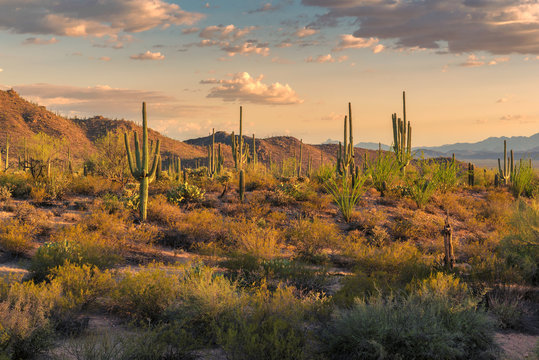 Fototapeta Saguaros at sunset in Sonoran Desert near Phoenix.