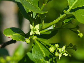 Fototapeta premium Small flowers and buds on European or Common Spindle Tree, Euonymus Europaeus, macro, selective focus, shallow DOF