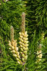 Young pine pinus pollen strobili and shoots macro, selective focus, shallow DOF