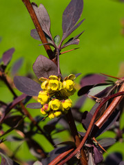 Berberis thunbergii, Japanese Barberry, flower clusters, buds and red leaves macro, selective focus, shallow DOF