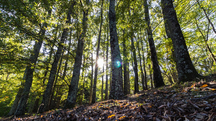 rayon de soleil à travers les arbres dans une forêt