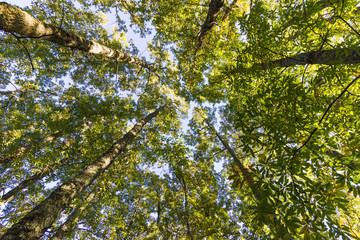 cimes d'arbres, vue d'en bas, lever la tête