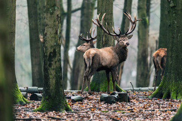 Red deer stag (cervus elaphus) in winter deciduous forest.