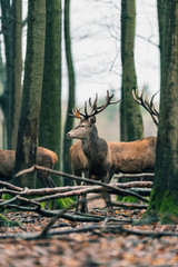 Fototapeta premium Red deer stag with brown leaf on antler between trees of winter forest.