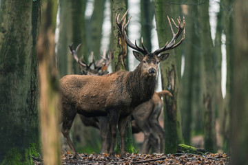 Red deer stag between tree trunks in winter forest.