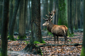 Red deer stag in forest with mossy tree trunks. Side view.