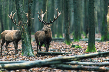 Two red deer stag in deciduous forest with mossy tree trunks.