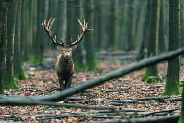 Red deer stag in forest walking towards camera.