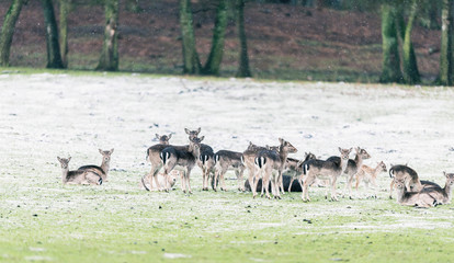 Herd of fallow deer on snowy hill slope.