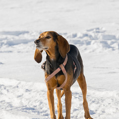 Female hunt dog portrait against the snow.
